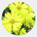 Recherche de marguerite africaine autocollants Jaune