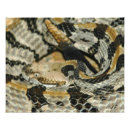 Recherche de serpent venimeux posters Faune