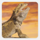 Recherche de dragon barbu autocollants Faune