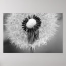 Recherche de taraxacum posters Nature