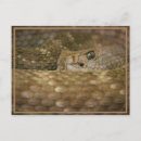 Recherche de oeil de serpent Yeux