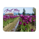 Recherche de tulipes pourpres magnets Photographie