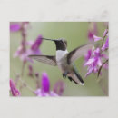 Recherche de papillons vol cartes postales Coloré