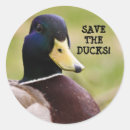 Recherche de le canard autocollants Chasse