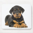 Recherche de chien rottweiler tapis souris Amoureux des chiens