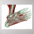 Recherche de pied humain posters Médical