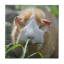Zoek naar pig tegels Schattig