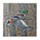 Recherche de canard carreaux Animaux