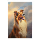 Zoek naar lassie hond posters Collie