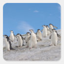 Recherche de faune antarctique autocollants Animal