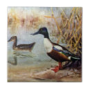 Recherche de canard carreaux Oiseaux