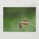 Recherche de regret cartes postales Papillon