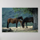 Recherche de juments et poulains art Mustang