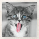 Recherche de chaton drôle dessous de verres Animal