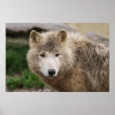Recherche de loups blancs posters Animal