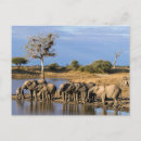 Recherche de african elephant cartes postales Animal