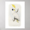 Recherche de illustration de coq posters Oiseau