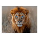 Recherche de lion bleu posters Chat sauvage