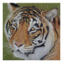 Recherche de de tigre posters Chats sauvages