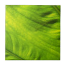 Zoek naar elephant tegels Olifant