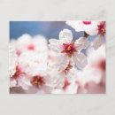 Recherche de amandier cartes postales Fleurir