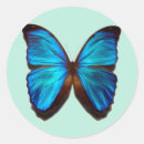 Recherche de papillon de morpho autocollants Insecte