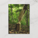 Recherche de castor cartes visite Animaux