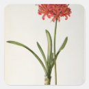 Recherche de amaryllis autocollants Redoute