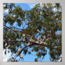 Recherche de cacatoès posters Australien