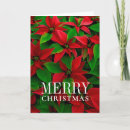 Recherche de poinsettia rouge vœux cartes Poinsettias