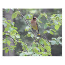 Zoek naar waxwings posters Foto