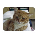 Recherche de chat orange magnets Chats