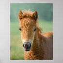 Recherche de shetland pony posters Animal