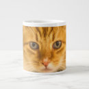 Recherche de maine coon tasses Félin