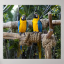 Recherche de perroquet bleu posters Faune