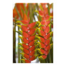Recherche de motif fruit posters Plante