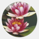 Zoek naar waterlelies stickers Bloem