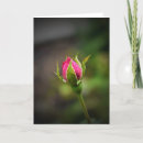Recherche de rosebud vœux cartes Photographie