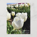 Zoek naar tulpen briefkaarten Veld