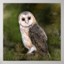 Zoek naar bos vogels posters Schilderen