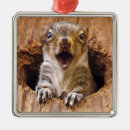 Zoek naar schoen ornamenten Eekhoorn