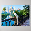 Recherche de paons blancs posters Paon blanc