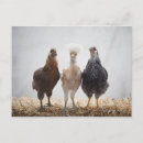 Recherche de trois animaux cartes postales Oiseaux