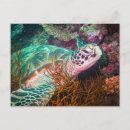 Recherche de tortues marines cartes postales Tortue de mer
