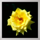 Zoek naar thee plant posters Planten