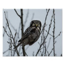 Zoek naar havik posters Het wild