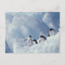 Zoek naar pinguins briefkaarten Koud