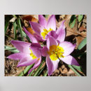 Zoek naar krokus posters Crocus