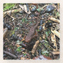 Recherche de salamandre dessous de verres Amphibien