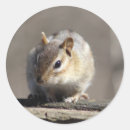 Recherche de chipmunk autocollants Mignon